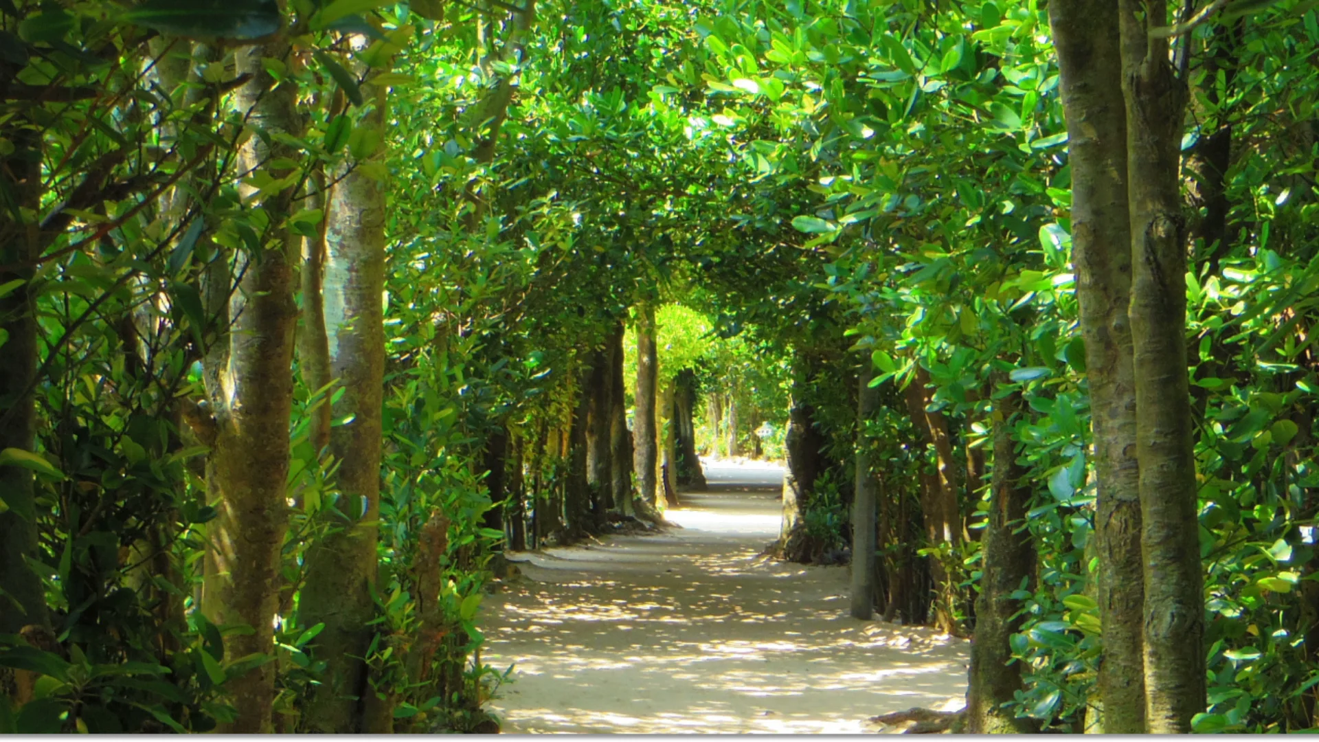 歴史を感じる フクギのトンネル